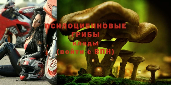 прущие грибы Корсаков