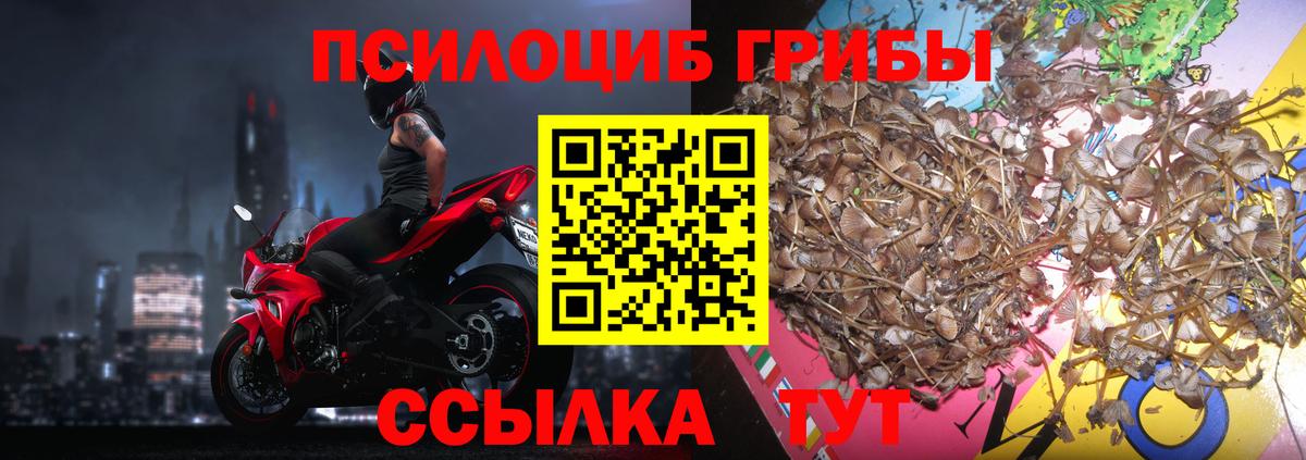 Курчатов  Псилоцибиновые грибы Magic Shrooms  Вход с VPN 